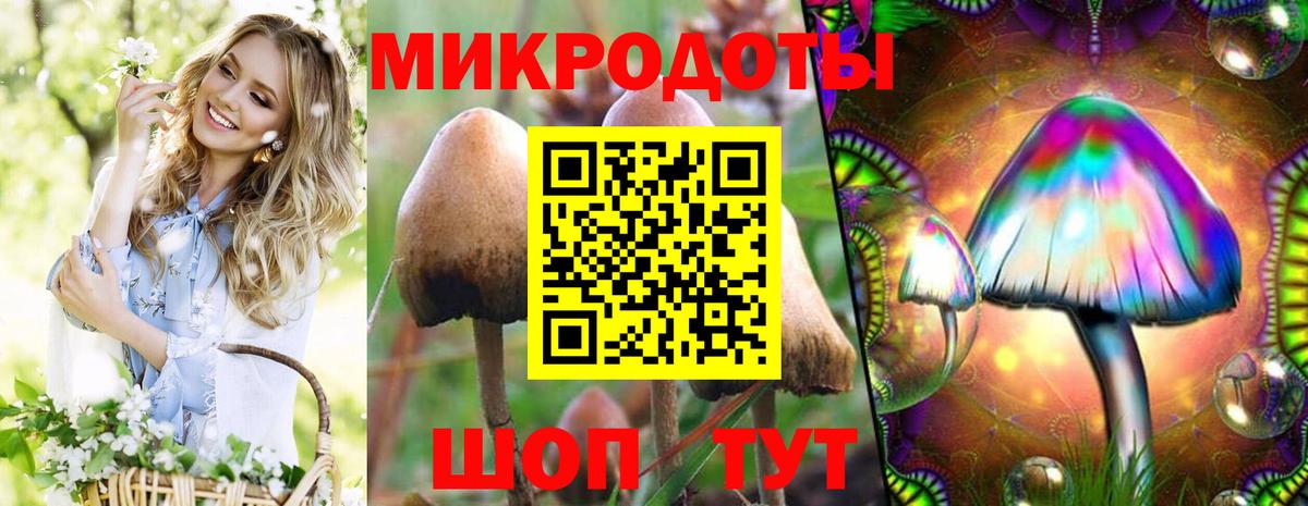 Галлюциногенные грибы Psilocybe Белореченск